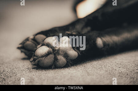 Super cute furry dog paws and paw pads, black labrador sleeping on the floor Stock Photo