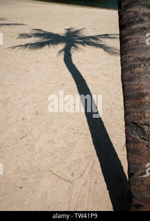 A hard outlined shadow of a palm tree falls on sandy beach with copy space. Stock Photo