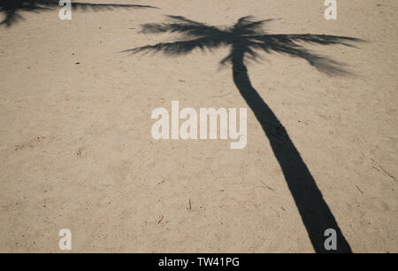 A hard outlined shadow of a palm tree falls on sandy beach with copy space. Stock Photo