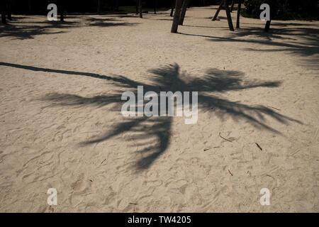 A hard outlined shadow of a palm tree falls on sandy beach with copy space. Stock Photo