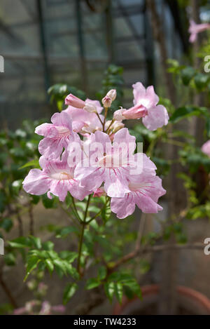 pink flower of Podranea ricasoliana climber Stock Photo