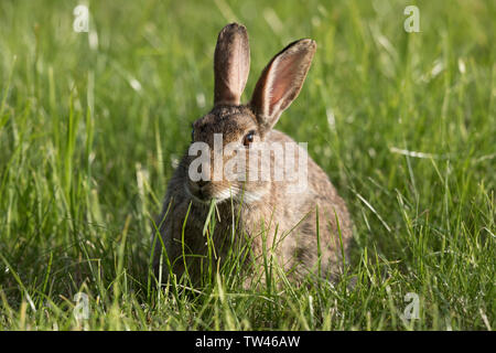Detailed front close up of alert wild UK rabbit (Oryctolagus cuniculus) isolated in natural meadow. Cute bunny eating grass, staring. British wildlife. Stock Photo