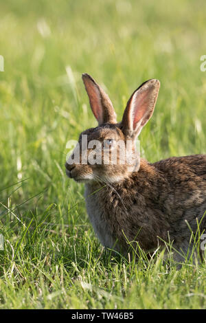Detailed close up of wild rabbit (Oryctolagus cuniculus) isolated outdoors in UK meadow. Cute bunny eating grass in sunshine ears sticking up. British. Stock Photo