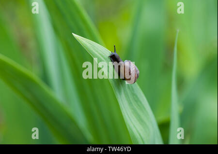 Snail in the garden crawling on a green leaf of grass Stock Photo