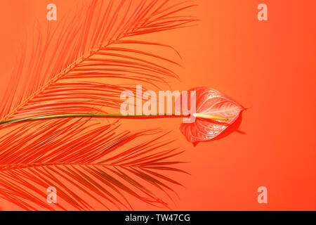 Tropical composition of palm leaves and anthurium flower on trendy background. Stock Photo