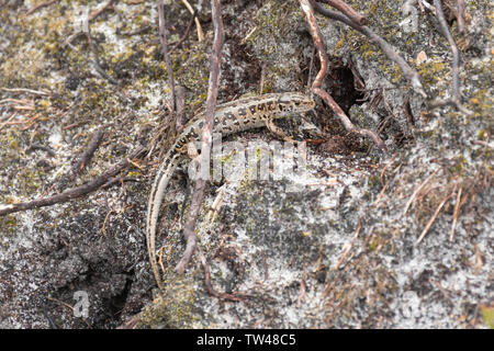 Sand lizard (Lacerta agilis), a gravid female ready to lay her eggs, on a sandy trace in a West Sussex heathland site, UK Stock Photo