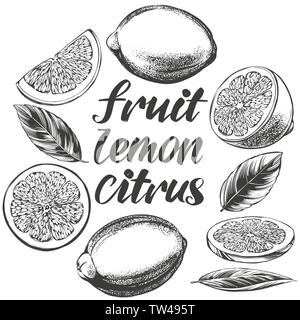 fruit lemon citrus with leaves set isolated on white background hand drawn vector illustration realistic sketch Stock Vector