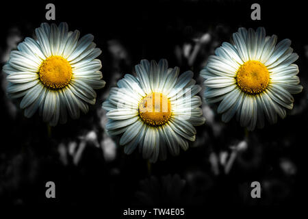 Daisies all in a row. Stock Photo