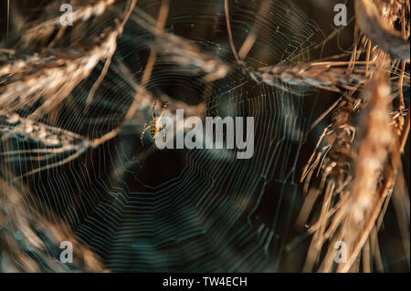 A spider in a web in a thicket of ripe wheat. Wheat field on a Sunny autumn day Stock Photo