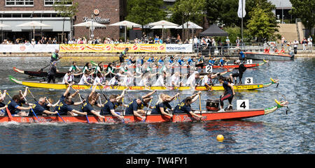 Dragon Boat regatta in Innenhafen harbour, Duisburg, Ruhr Area, Germany, Europe Stock Photo