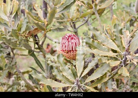 Banksia menziesii, commonly known as firewood banksia Stock Photo