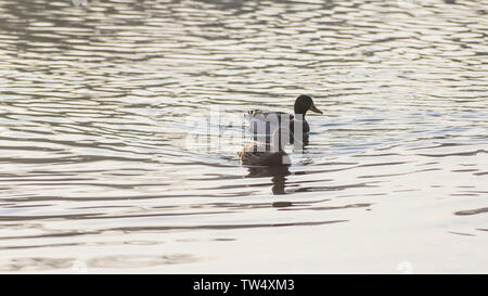 ducks in the sunset reflection on the Elbe River Stock Photo