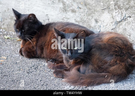 Two dirty stray cats on the city streets. Animal survival in urban environment Stock Photo