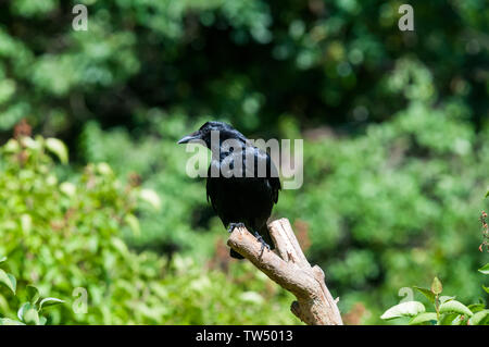 A carrion crow, Corvus corone, perched on a branch in a suburban garden. Stock Photo