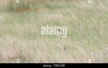 Grasshopper Sparrow (Ammodramus savannarum) Perched on Dried Grass in a Grassland Meadow in Northern Colorado Stock Photo