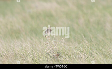 Grasshopper Sparrow (Ammodramus savannarum) Perched on Dried Grass in a Grassland Meadow in Northern Colorado Stock Photo