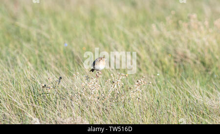 Grasshopper Sparrow (Ammodramus savannarum) Perched on Dried Grass in a Grassland Meadow in Northern Colorado Stock Photo