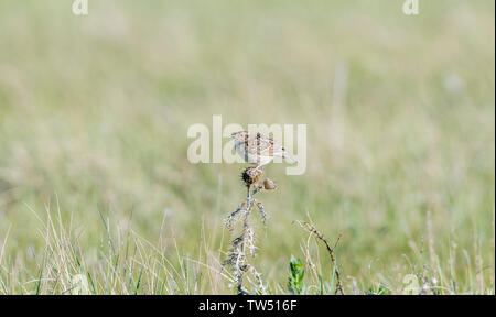 Grasshopper Sparrow (Ammodramus savannarum) Perched on Dried Grass in a Grassland Meadow in Northern Colorado Stock Photo