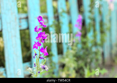 inflorescence of pink flowers on the background of the old blue picket fence Stock Photo