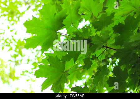 bright green maple leaves against the sky Stock Photo