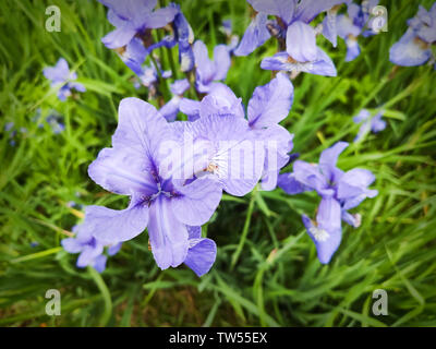 Close up of a clump of blue flowers of siberian iris or Iris sibercia. Stock Photo