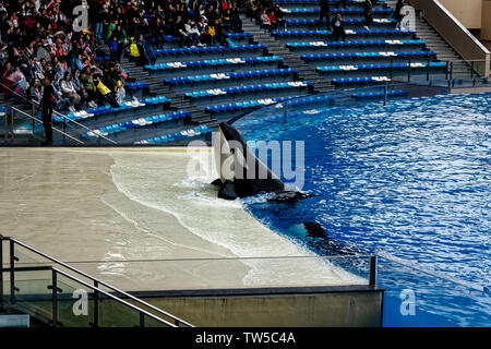 Haichang Ocean Park orca performance in Shanghai Stock Photo