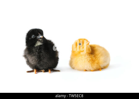 Country rustic style, happy mom and daughter together with newborn baby  chickens. Nature, farm, healthy lifestyle and food, golden hour Stock Photo  - Alamy