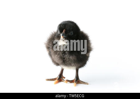 Little cute baby chicken isolated on white background Stock Photo