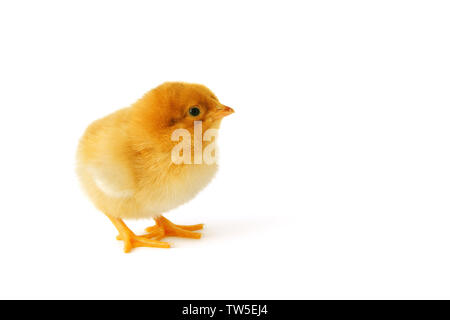 Little newborn baby chicken isolated on white Stock Photo