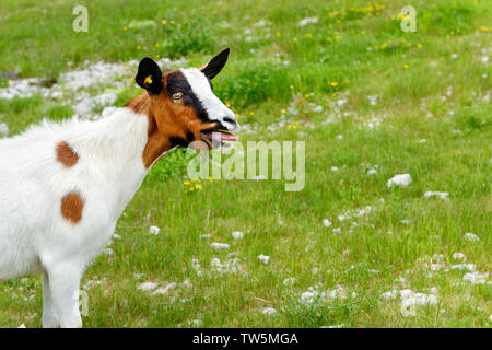 Cute funny bleating goat on a meadow Stock Photo