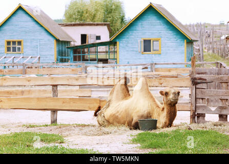 Two-humped camel in zoological garden Stock Photo