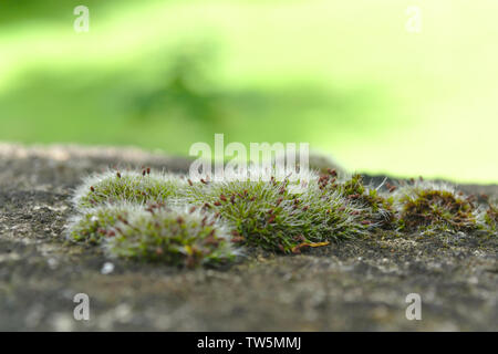 Silver moss grows on the stone surface with green blurred background. Moss closeup, macro. Stock Photo
