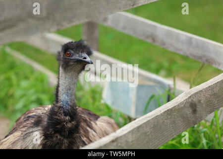 Grown emu in paddock on farm Stock Photo