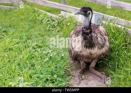 Grown emu in paddock on farm Stock Photo