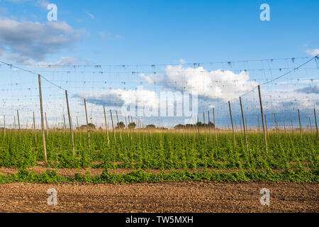 Hops growing on trellises in a field for use in the brewing industry in Oregon's Willamette Valley Stock Photo