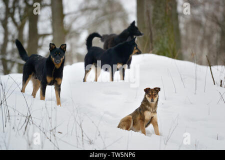Pack of wild dogs in winter forest. Animal survival in winter time Stock Photo