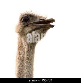 Ostrich head looking with open beak isolated on white background Stock Photo
