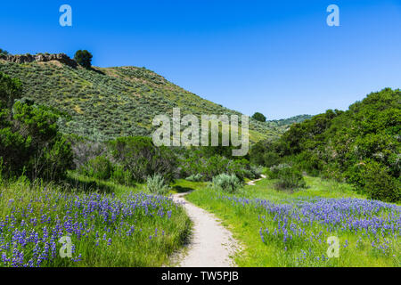 A hiking trail winds through a green, grassy meadow with lupine wildflowers - Toro County Park near Monterey, California Stock Photo