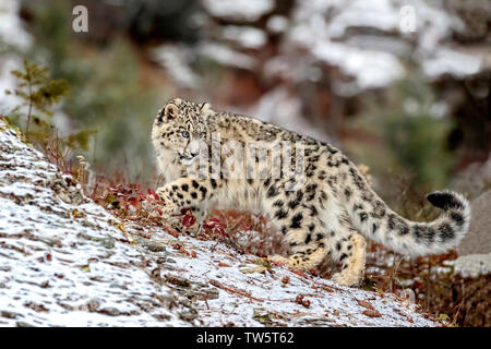 The snow leopard is a large cat from the mountain ranges of Central and South Asia in the alpine zones at elevations of 10,000 to 15,000 feet. Stock Photo