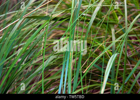 mauritanian grass Stock Photo