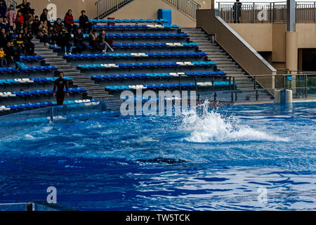 Haichang Ocean Park orca performance in Shanghai Stock Photo