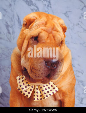 Portrait  of a shar-pai  wearing a bowtie Stock Photo