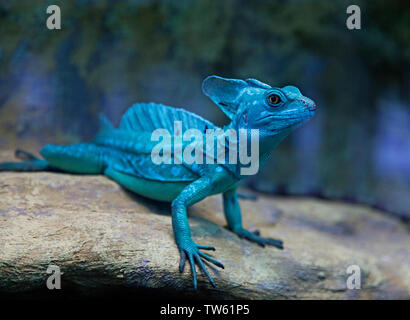 blue little lizard in terrarium Stock Photo