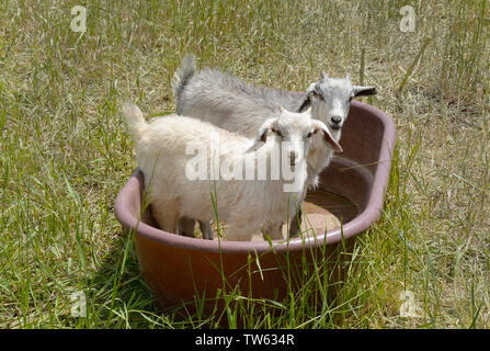Two baby goat kids in a dry drinking trough tub in pasture Stock Photo