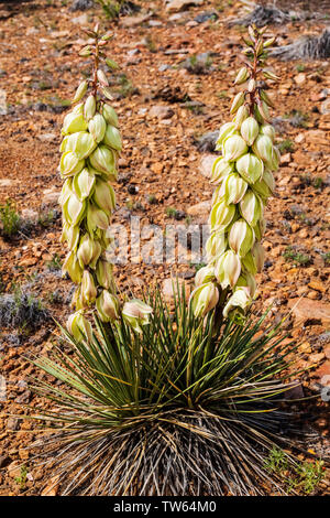 Yucca plant in full bloom, Double Rainbow Trail, Salida, Colorado, USA Stock Photo