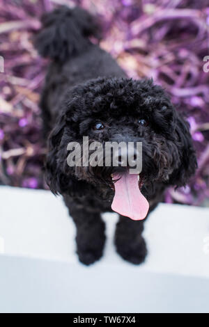 Miniature Poodle puppy Stock Photo