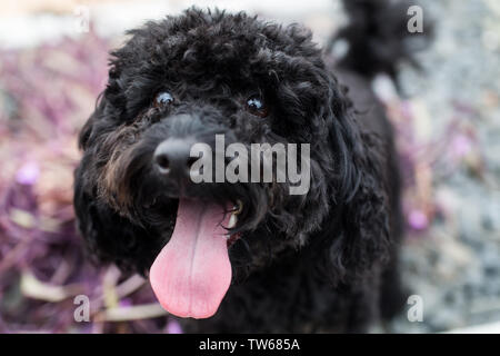 Miniature Poodle puppy Stock Photo