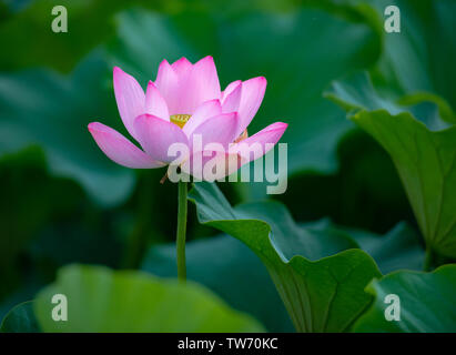Heh, blooming in the lotus leaves. Stock Photo