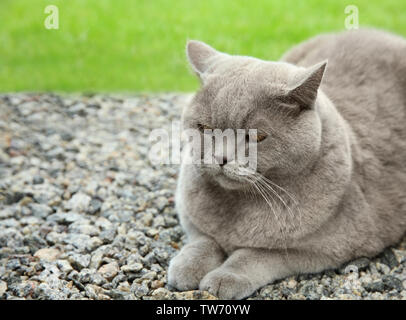 Funny Overweight Cat Outdoors Stock Photo 256465982 Alamy