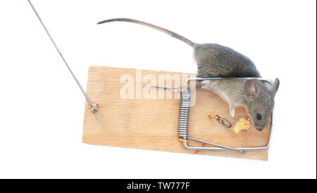 Dead mouse caught in trap on white background Stock Photo